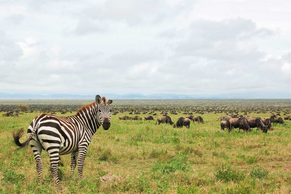 tansania safari und sansibar tui
