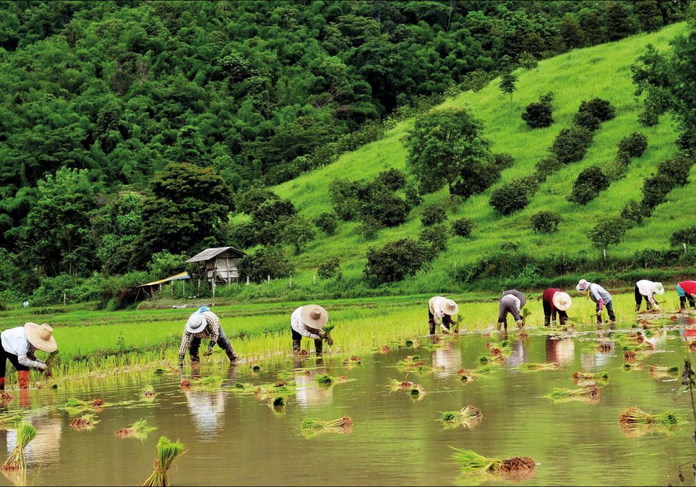 Farmers at Rice Field in Chiang Rai Province