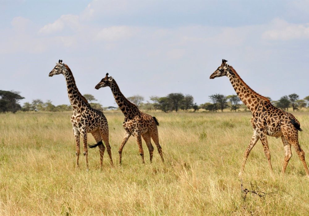 Tansania Wildlife (10)