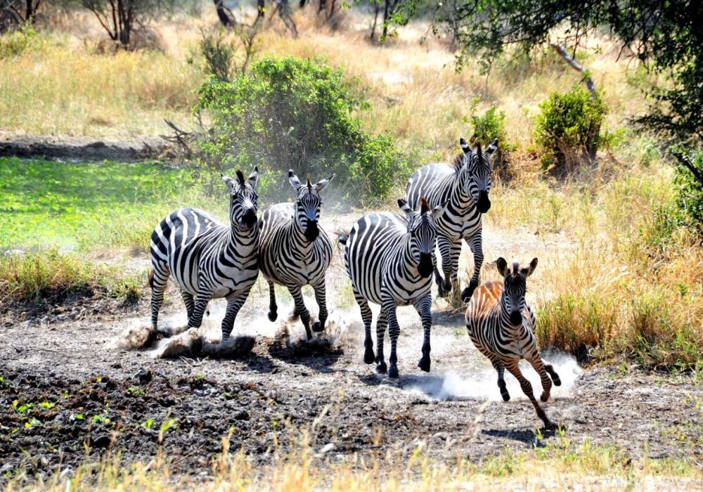 Tansania Wildlife (3)